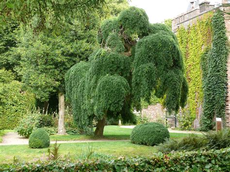 龍爪槐|龙爪槐 Styphnolobium japonicum cv. Pendula